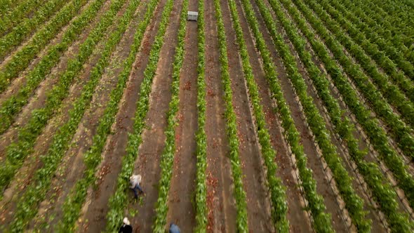 Aerial view of a group of people harvesting grapes from vines in a vineyard, Leyda Valley, Chile