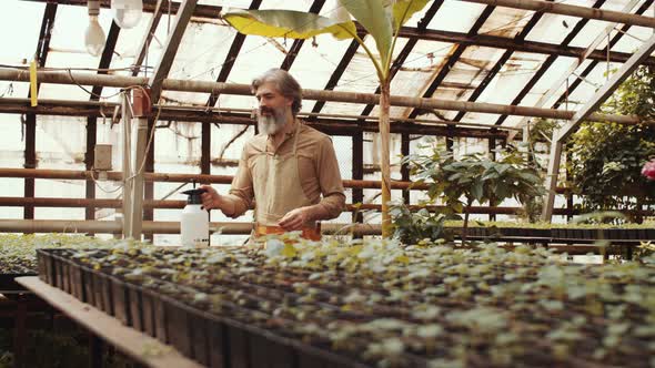 Senior Man Spraying Plants in Greenhouse Farm