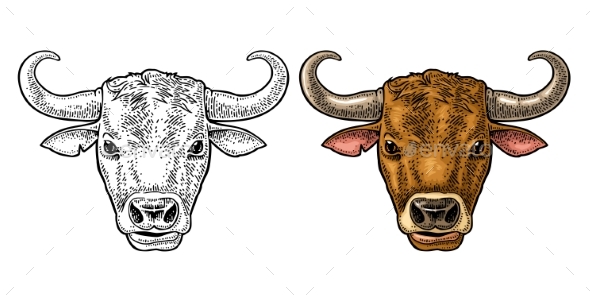Bull Head. Hand Drawn in a Graphic Style. Vintage