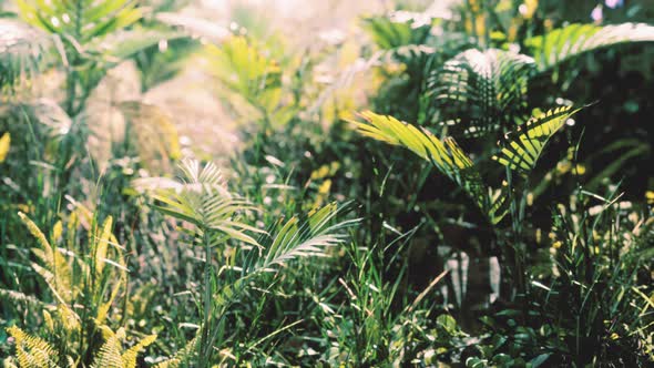 Close Up Nature View of Grass on the Tropical Background