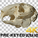 Rabbit Skull Spinning Prekeyed - VideoHive Item for Sale