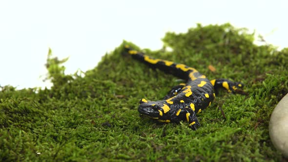 Fire Salamander Salamandra Maculosa on Green Moss in White Background