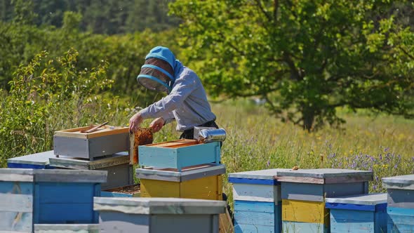 Farmer examining bees on a frame. Apiarist in protective hat looking at honeycomb on the apiary. 