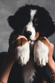 little puppy of bernese mountain dog on hands of fashionable girl with a nice manicure. animals - PhotoDune Item for Sale