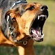 Dog Barking