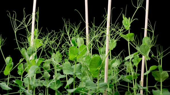 Time Lapse of Growth Green Peas Beans Plants