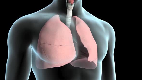 The structure of the human lungs and the working system of the respiratory system
