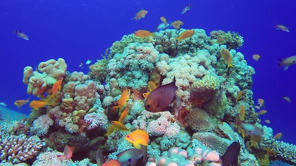 Colorful Underwater Reef