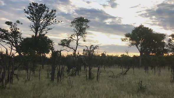 African Bush Elephant walks through low, open bushland in South Africa