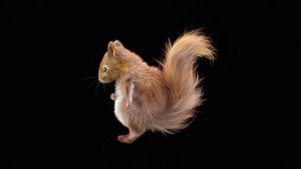 72 Squirrel Dancing HD