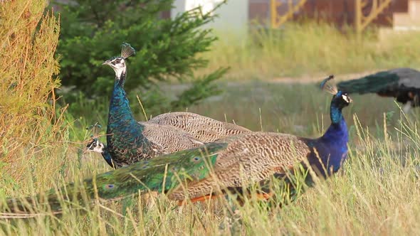 Peacocks in the Wild.