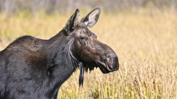 Cow moose dripping water from its faces while it chews