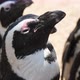 Funny Black and White Penguins Looking Up and Enjoying Their Lives in Summer - VideoHive Item for Sale
