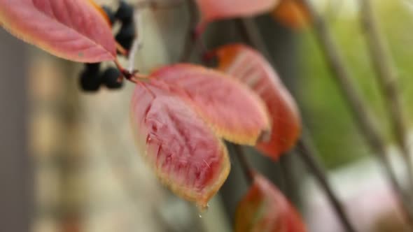 Wet Leaves in Autumn Forest After Rainfall.