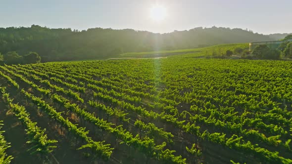 Aerial flight over beautiful vineyard landscape in California at sunset