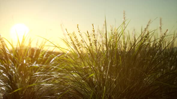 Green Grass on Hills at Sunset