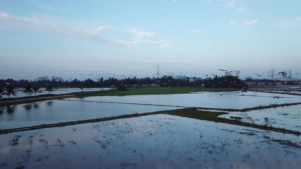 Flock of Asian openbill fly in dawn