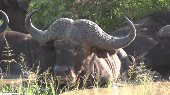 African buffalo wallows in water next to others in sunlight, close-up