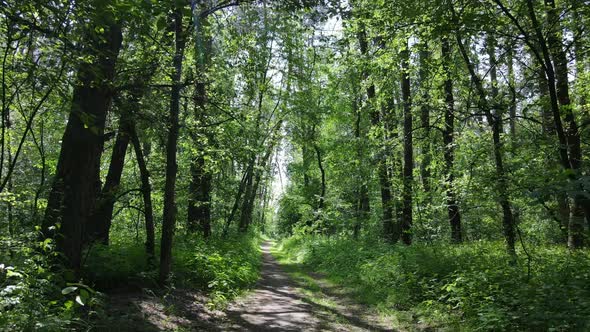 Trees in the Forest By Summer Day