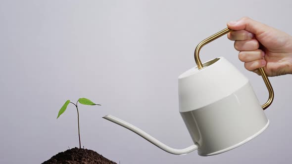 Woman Watering a Sprout on a White Background