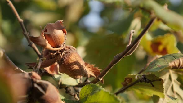 Shallow DOF organic common hazel fruit on branches  4K 2160p 30fps UltraHD footage - Details of  Cor