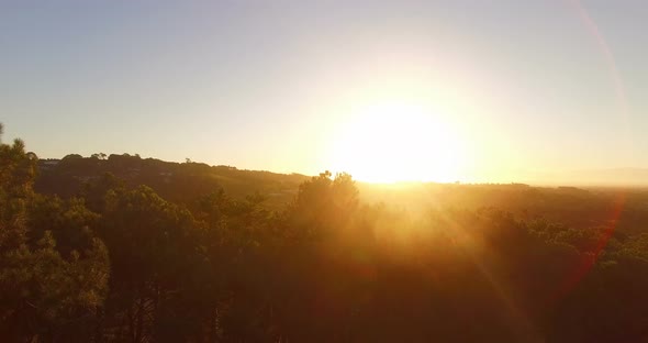 Bright sunlight passing through the trees