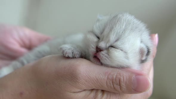 Asian Woman Hand Holding Newborn Kitten