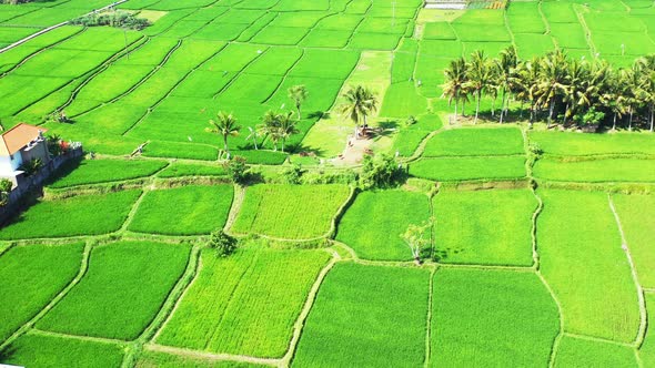 Flying above beautiful flat rice paddy field surrounded by lush green palm trees on sunny summer day