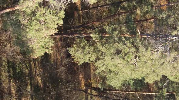 Vertical Video Aerial View of Trees in the Forest on an Autumn Day in Ukraine Slow Motion