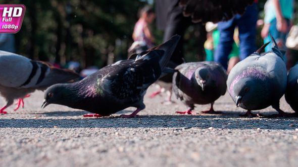 Pigeons Feed In City Park