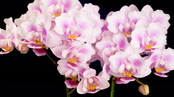 Blooming Pink Orchid Phalaenopsis Flowers