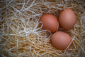 Free Range Eggs With Copy Space - PhotoDune Item for Sale