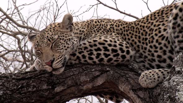 Close-up of an adult leopard sleeping in a tree during the daytime in the African wilderness.