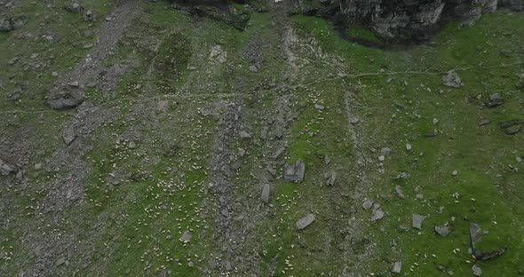 aerial approaching to flock of sheep in green mountains