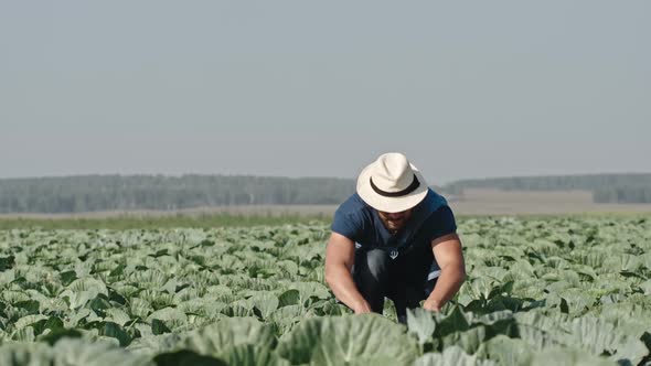 Young Field Supervisor Measuring Cabbages