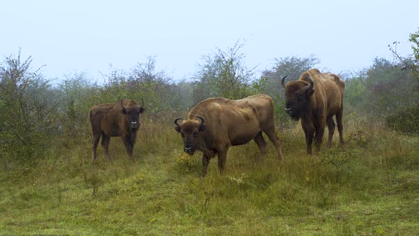 Three european bison bonasus standing on a grassy slope in fog,Czechia.