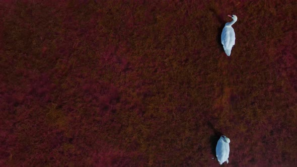 Aerial Slow Motion Above Top View of Beautiful Wild White Swans in Pink Red Salt Lake Waters