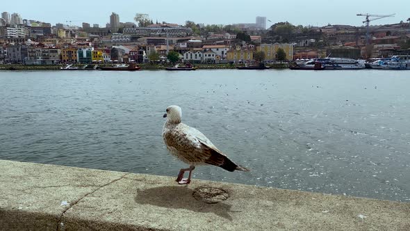A seagull walks on a concrete wall along the Duero River in Portugal, closeup slow-motion