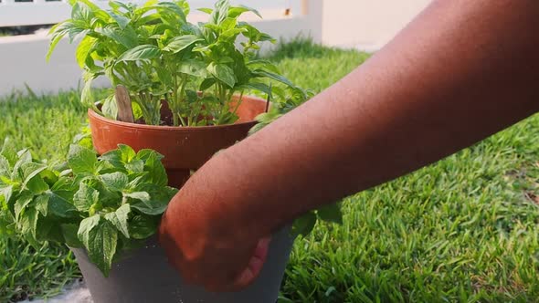 Pruning fresh oregano out of the pot.