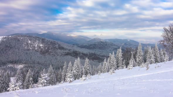 The Winter Mountain Forest