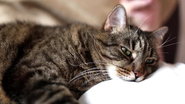 cute gray domestic cat is sleeping on the chest of the owner.