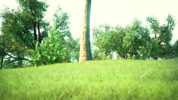 Landscape Lawn in a Park with Trees and Fresh Grass