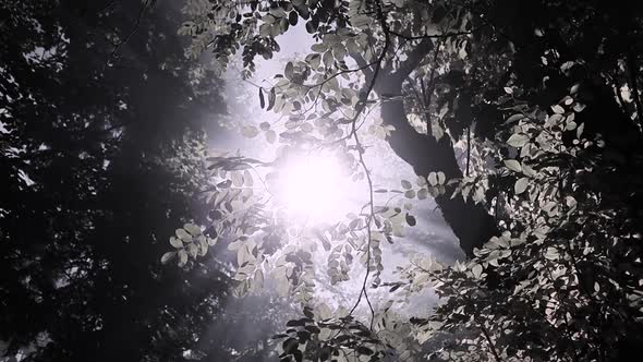 Cinematic, mystical view of sun penetrating through the trees in the forest