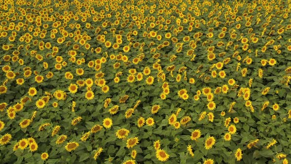 Flying over the field of sunflowers