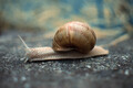 Snail - PhotoDune Item for Sale