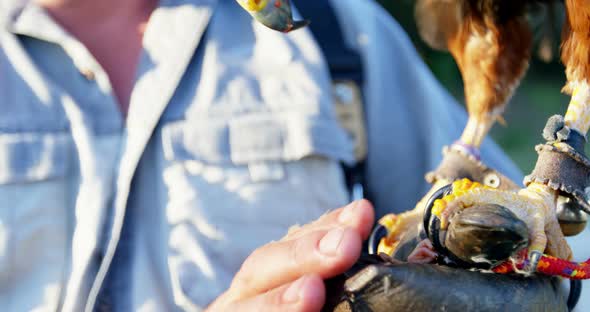 Man feeding falcon eagle on his hand