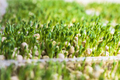 Sprouts of peas vegetable, microgreen. - PhotoDune Item for Sale