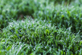 Sprouts of peas vegetable, microgreen. - PhotoDune Item for Sale