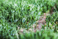 Sprouts of peas vegetable, microgreen. - PhotoDune Item for Sale