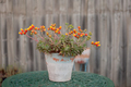 Flowering Succulent - PhotoDune Item for Sale